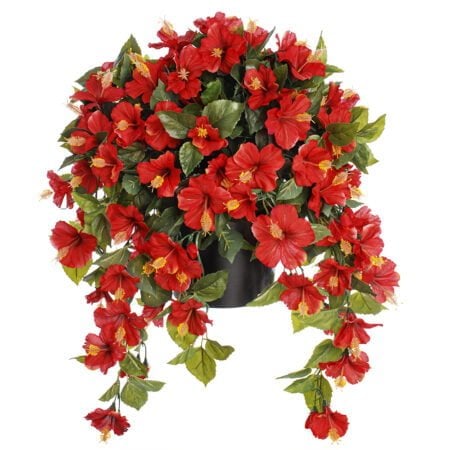 Potted red hibiscus, 28 x 20