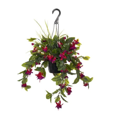Outdoor hanging planter of fuchsias, 18 x 16