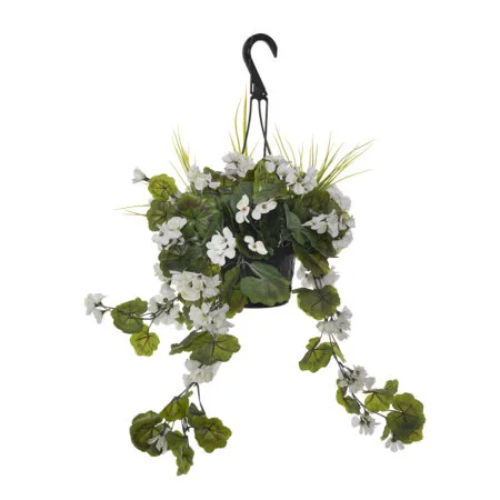 Outdoor hanging planter of white geranium, 18 x 16