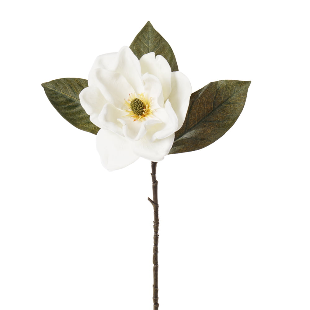 KENTIS - Magnolia × Soulangeana - Magnolia à Fleurs - Véritable Plante