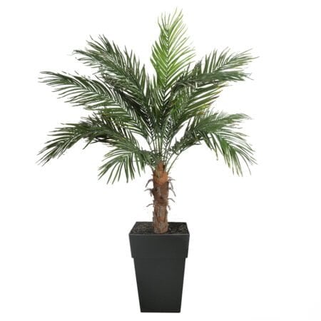 Palmier extérieur phoenix en pot, 65