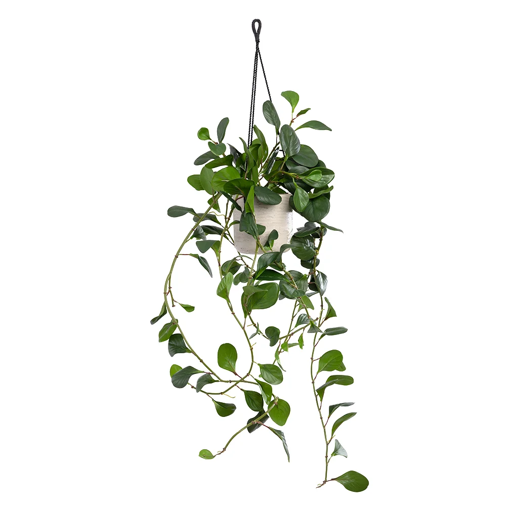 Jade plant hanging planter, 46 x 16'' - Dcors Vronneau