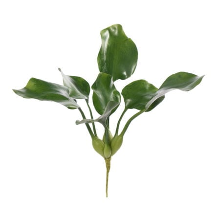 Aquatic plant, 18