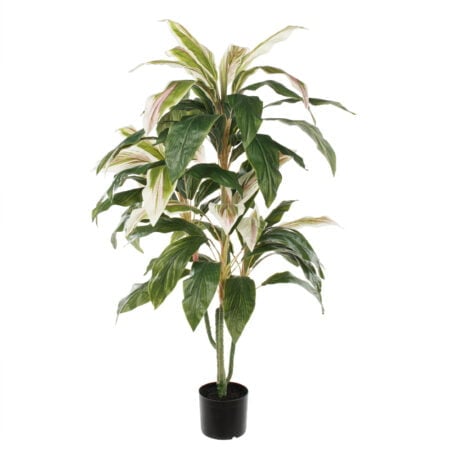 Plante cordyline verte et crème, 55