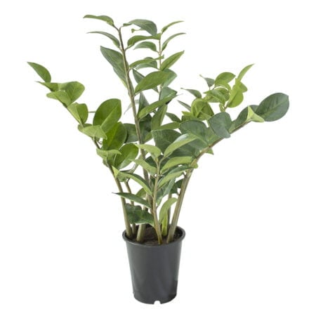 Plante artificielle zamioculcas, 25''