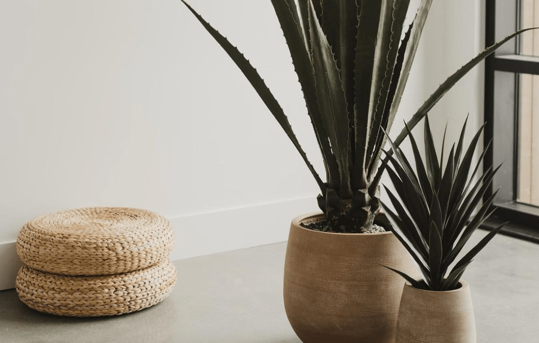 Agaves en pots de terre cuite sable - Décors Véronneau