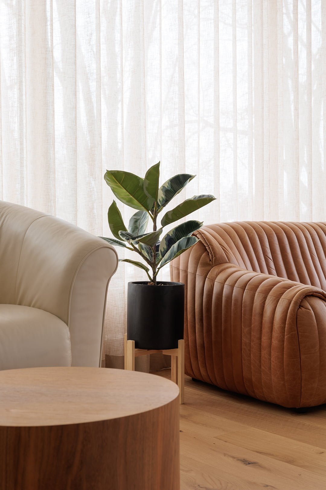 Ficus elastica - Décors Véronneau