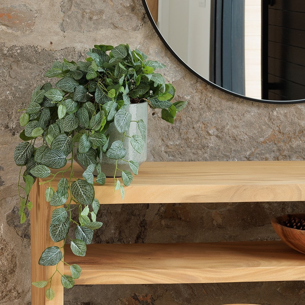 Fittonia devant mur de pierre - Décors Véronneau