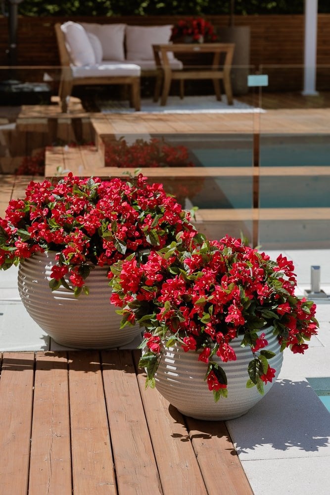 Pot de bougainvillier - Décors Véronneau