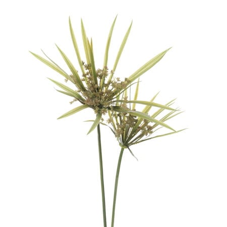 Tige double de papyrus artificiel, 36''