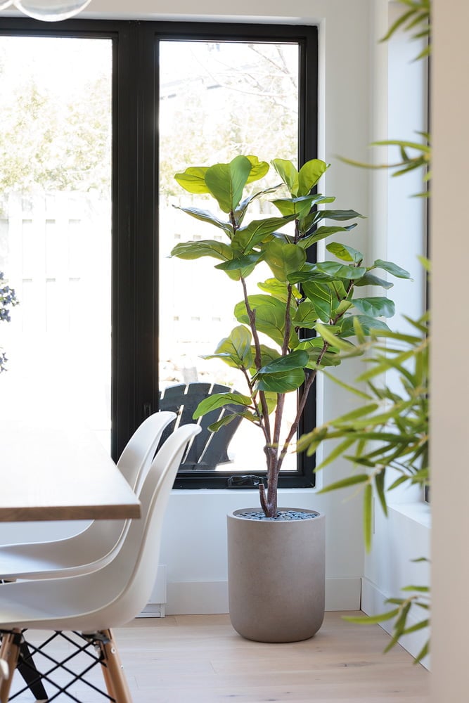 Faux Lyrata dans un pot de beton - Décors Véronneau