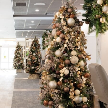 Feuillage d'eucalyptus doré retombant, 27