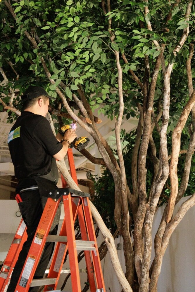 Installateur d'arbres - Décors Véronneau