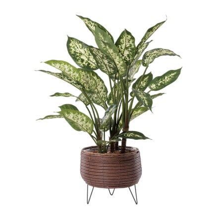 Artificial dieffenbachia in a rattan pot, 30 x 21''