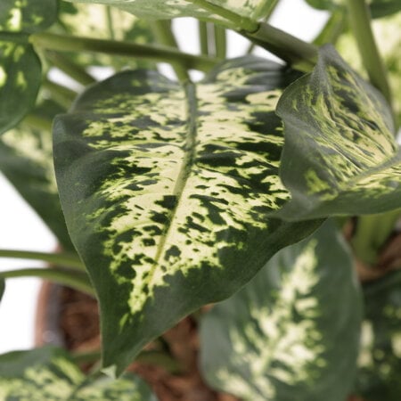 Artificial dieffenbachia in a rattan pot, 30 x 21'' - Décors Véronneau