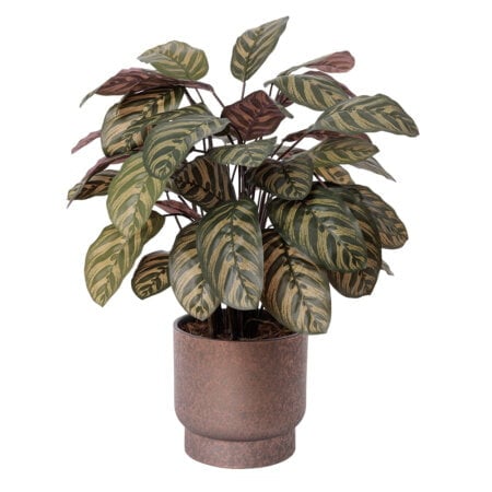 Artificial potted burgundy calathea, 30 x 22''