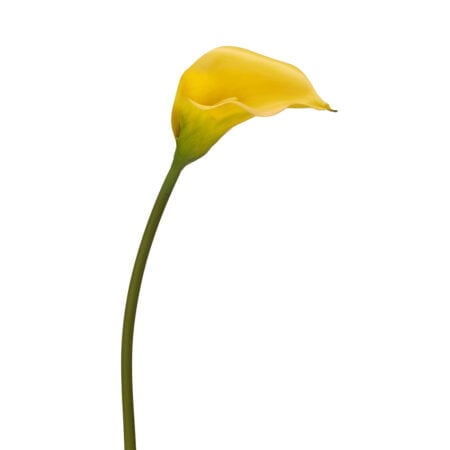 Artificial yellow calla lily, 30''
