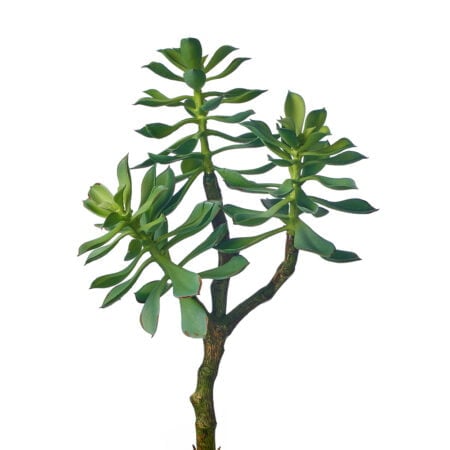 Tige de jade triple artificielle, 12''