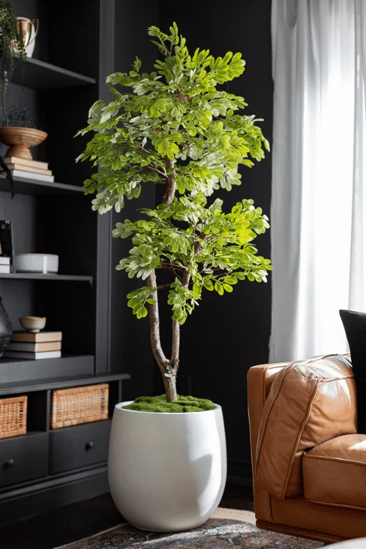 Arbre acacia de 5 pieds - Décors Véronneau