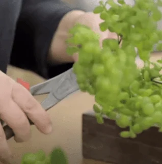 Conception mur végétal - Décors Véronneau