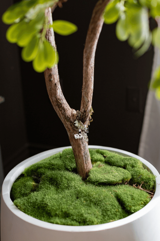 Mousse verte dans un pot - Décors Véronneau
