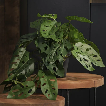 Potted hanging monstera plant, 9 x 15,5'' - Décors Véronneau