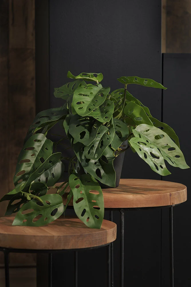 Potted hanging monstera plant - Dcors Vronneau