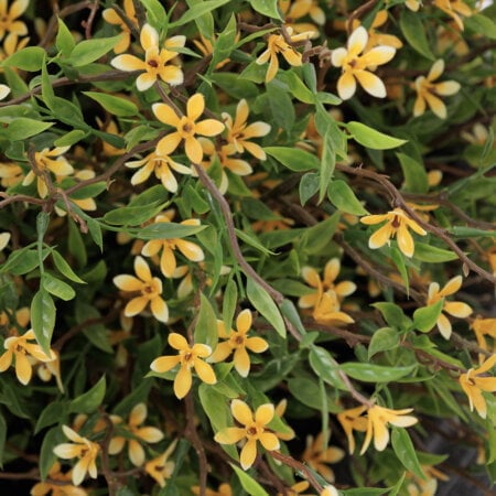 Arrangement artificiel de petites fleurs jaunes en pot extérieur, 24 x 29'' - Décors Véronneau