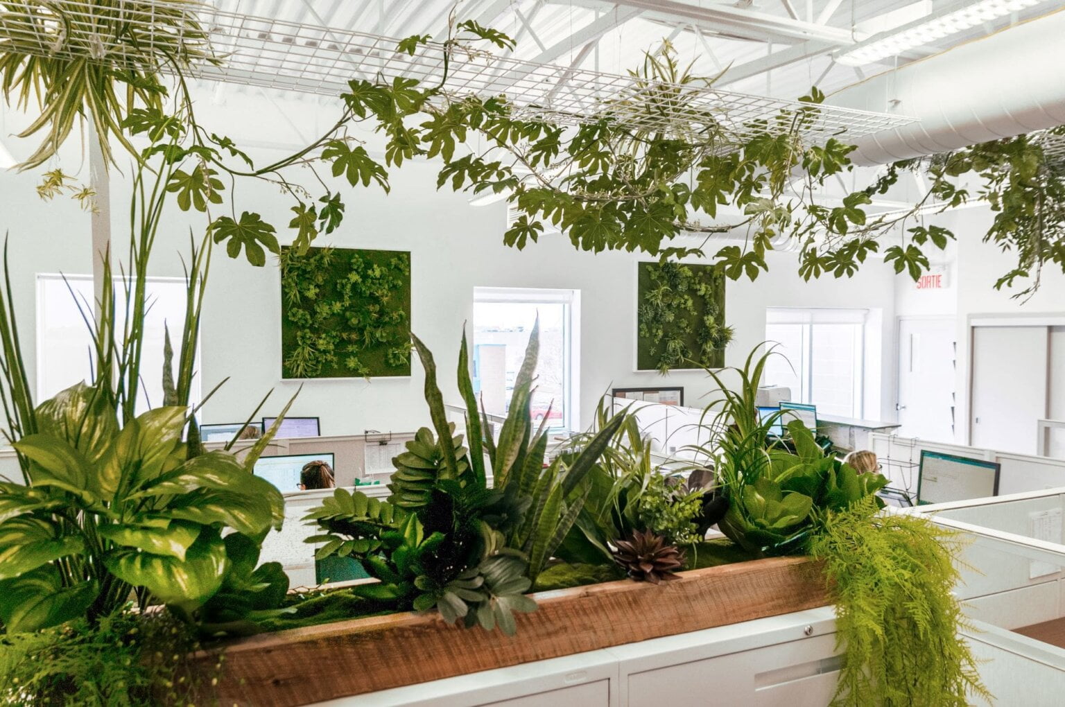 Murs végétaux dans un bureau - Décors Véronneau
