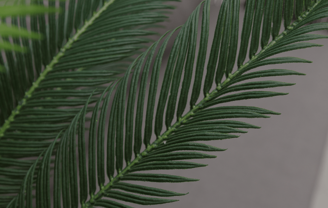 Feuille de palmier - Décors Véronneau