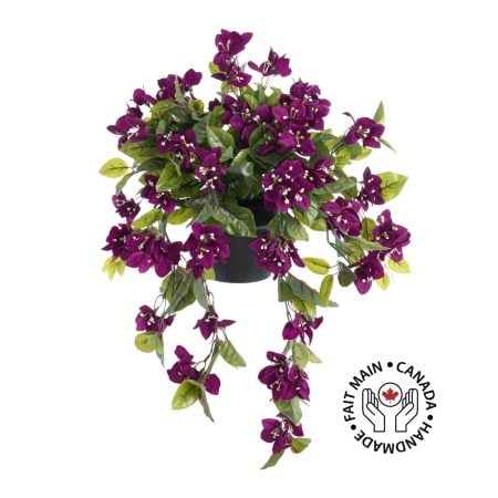 Bougainvillier mauve en pot de culture noir, 22 x 12