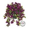 Bougainvillier mauve en pot de culture noir, 28 x 20" - Décors Véronneau