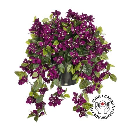 Bougainvillier mauve en pot de culture noir, 28 x 20