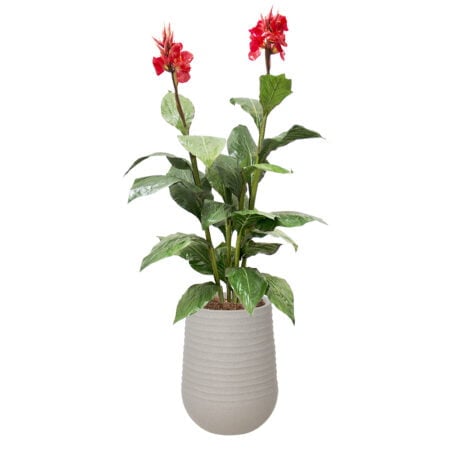 Canna rouge artificiel extérieur en pot beige fini terrazzo gris, 66''
