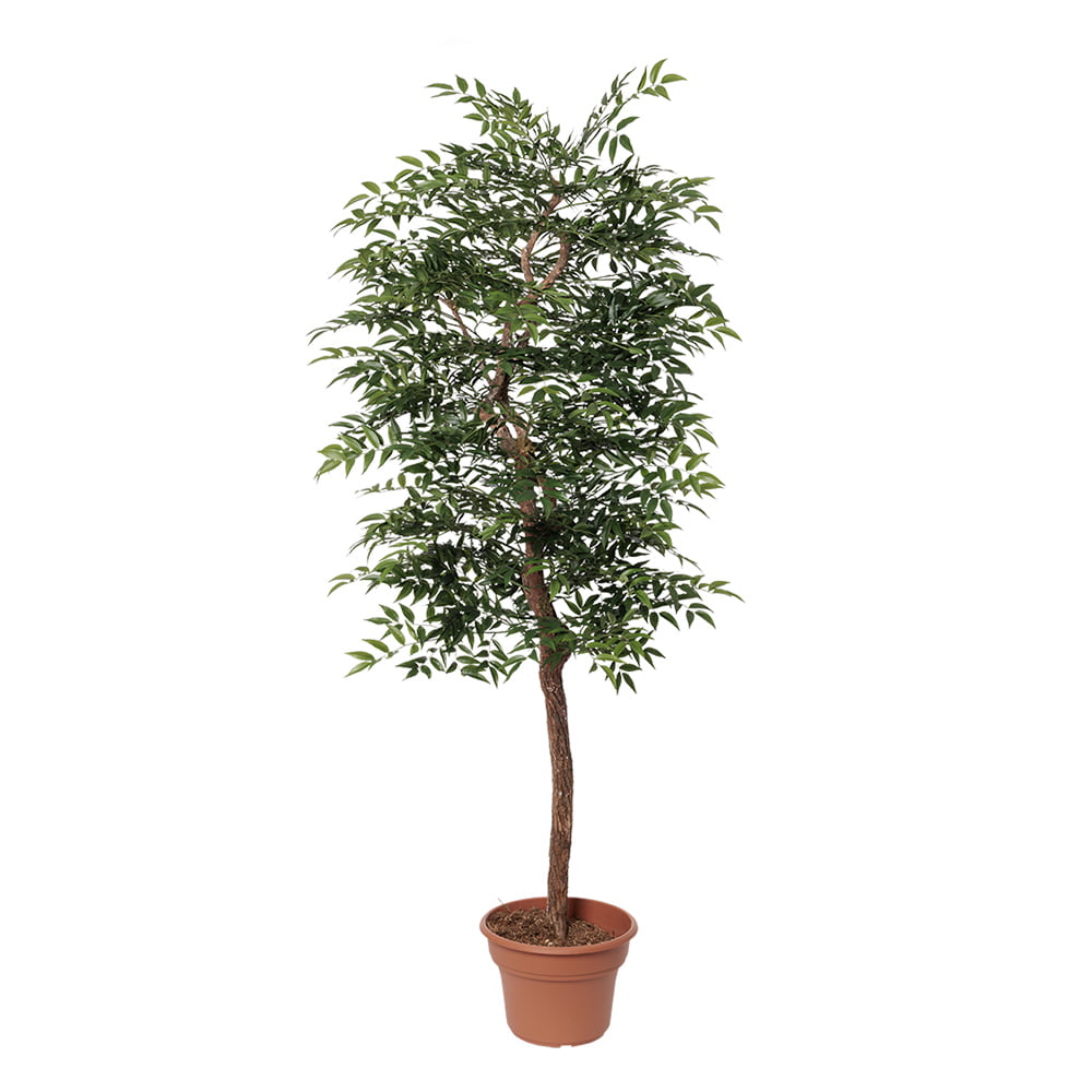 Arbre ruscus simple artificiel fait main – Image 5 - Décors Véronneau