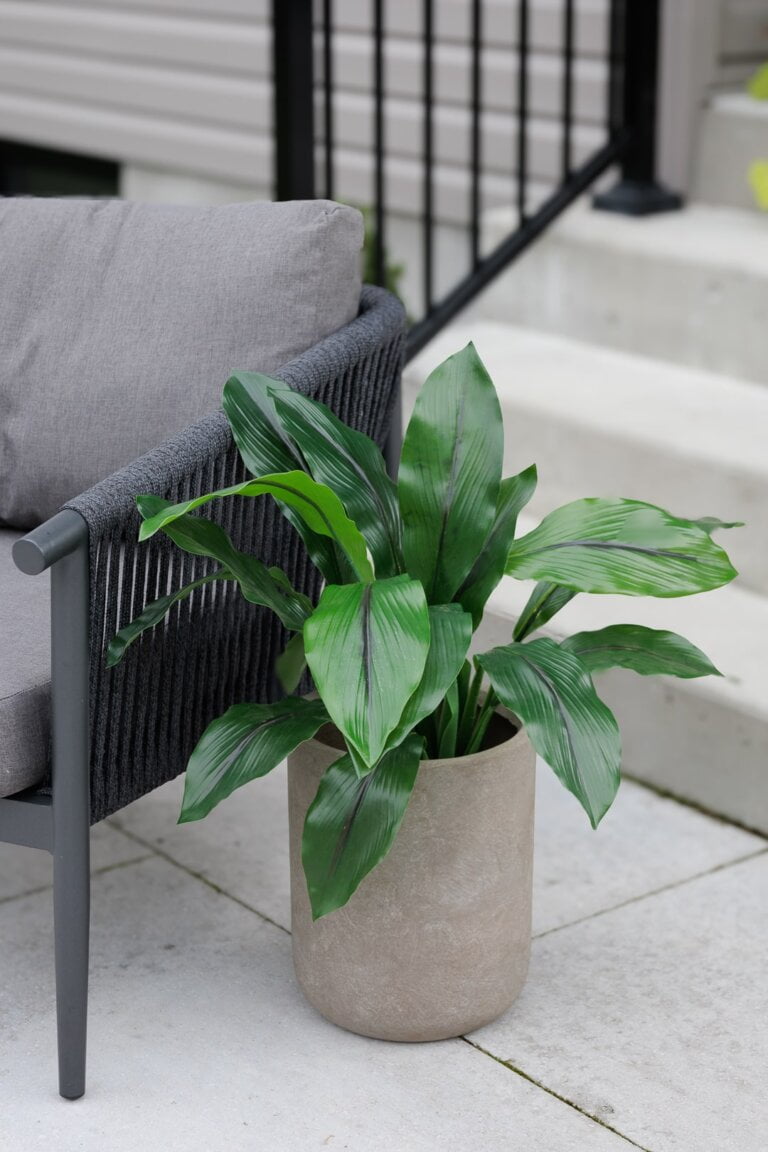 Plante verte en pot - Décors Véronneau