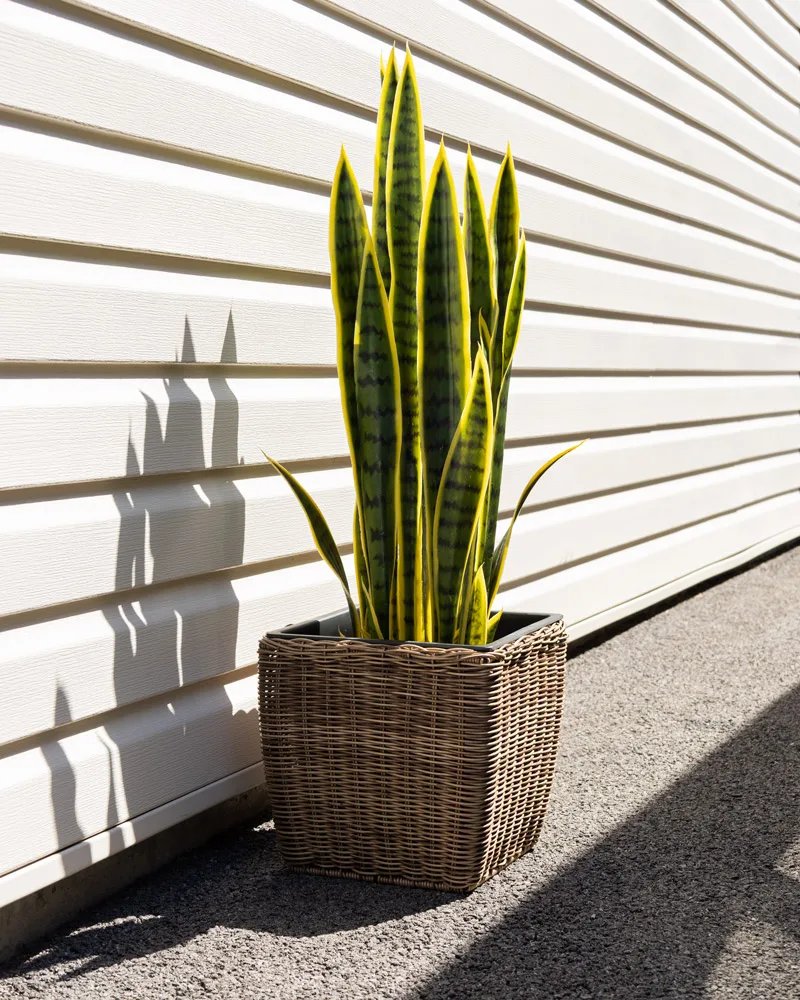 Sansevieria artificial outdoor plant, 36" - Dcors Vronneau