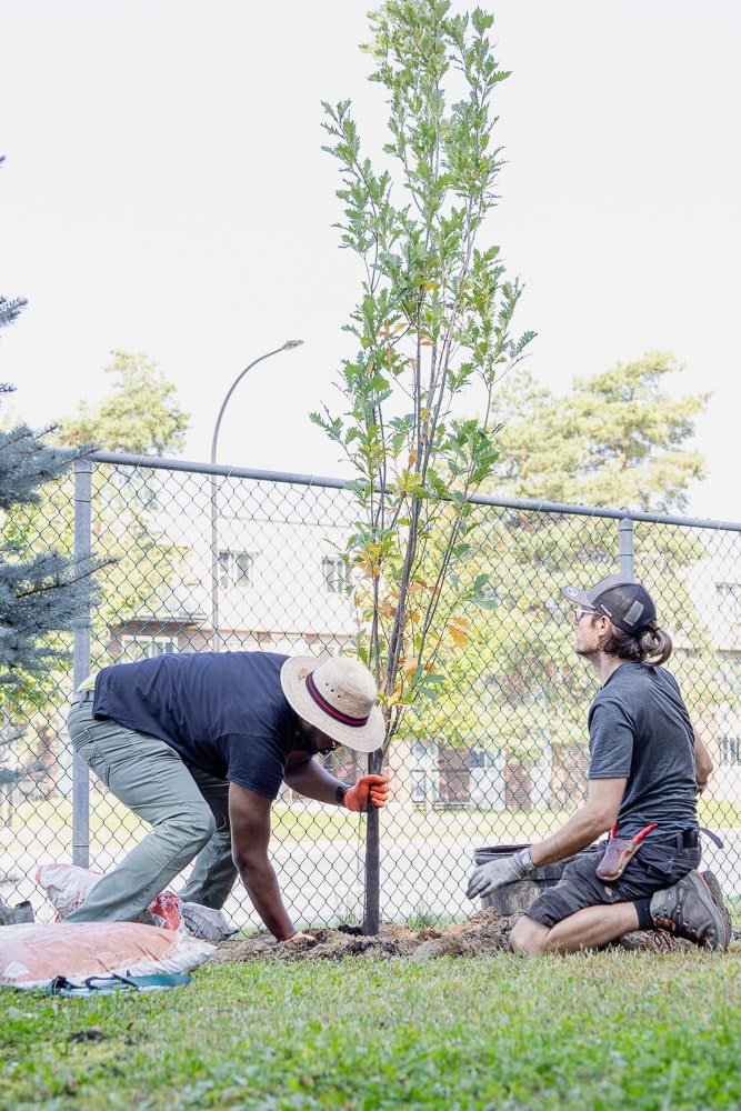 Arbres Canada homme en train de planter un arbre - Décors Véronneau
