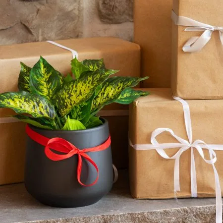 Artificial green aglaonema in a black pot - Décors Véronneau