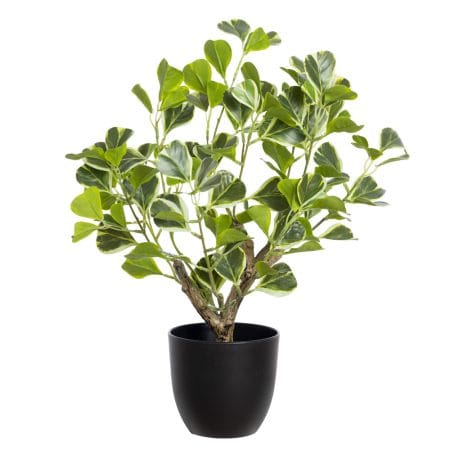 Plante artificielle figuier panaché, 16''