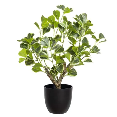 Artificial variegated fig plant, 16''