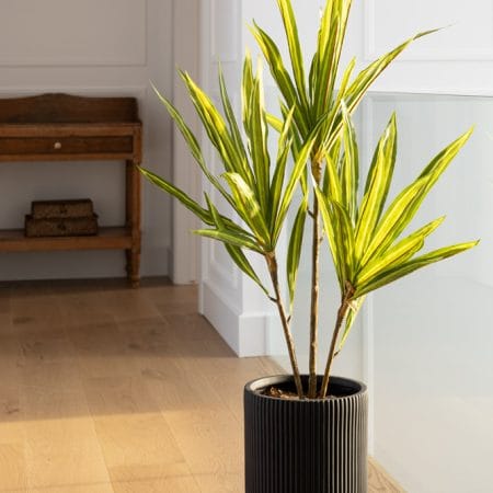 Plante artificielle cordyline à trois troncs, 39'' - Décors Véronneau