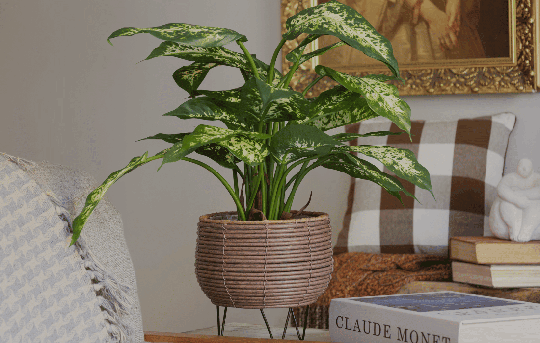 Plante verte artificielle dieffenbachia - Décors Véronneau