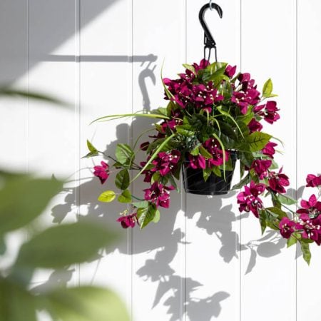 Outdoor hanging planter of purple bougainvillea, 18 x 16