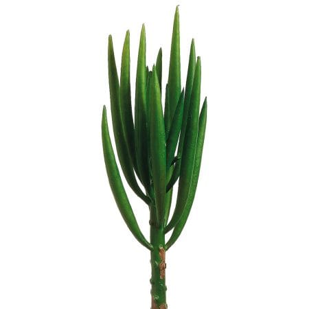 Succulente senecio vitalis artificiel, 8''