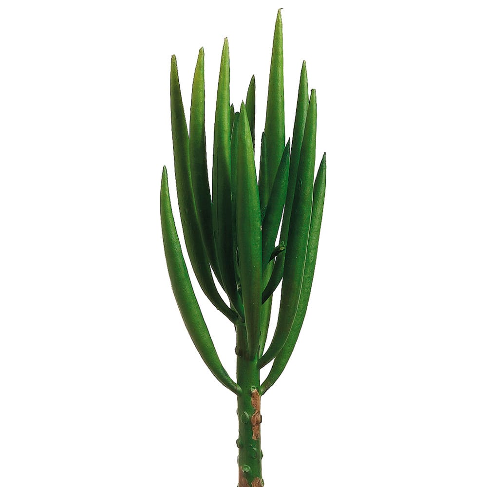 Succulente senecio vitalis artificiel, 8'' - Décors Véronneau