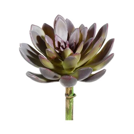 Succulente echeveria mauve et vert artificiel, 8''