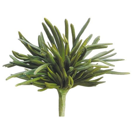 Succulente dudleya edulis artificiel au toucher réel, 10''