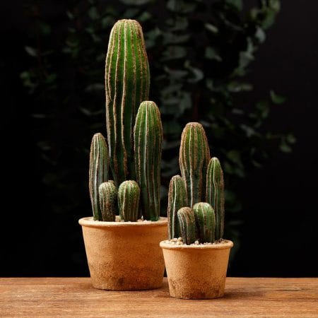 Artificial potted san pedro cactus, 9,5'' - Décors Véronneau