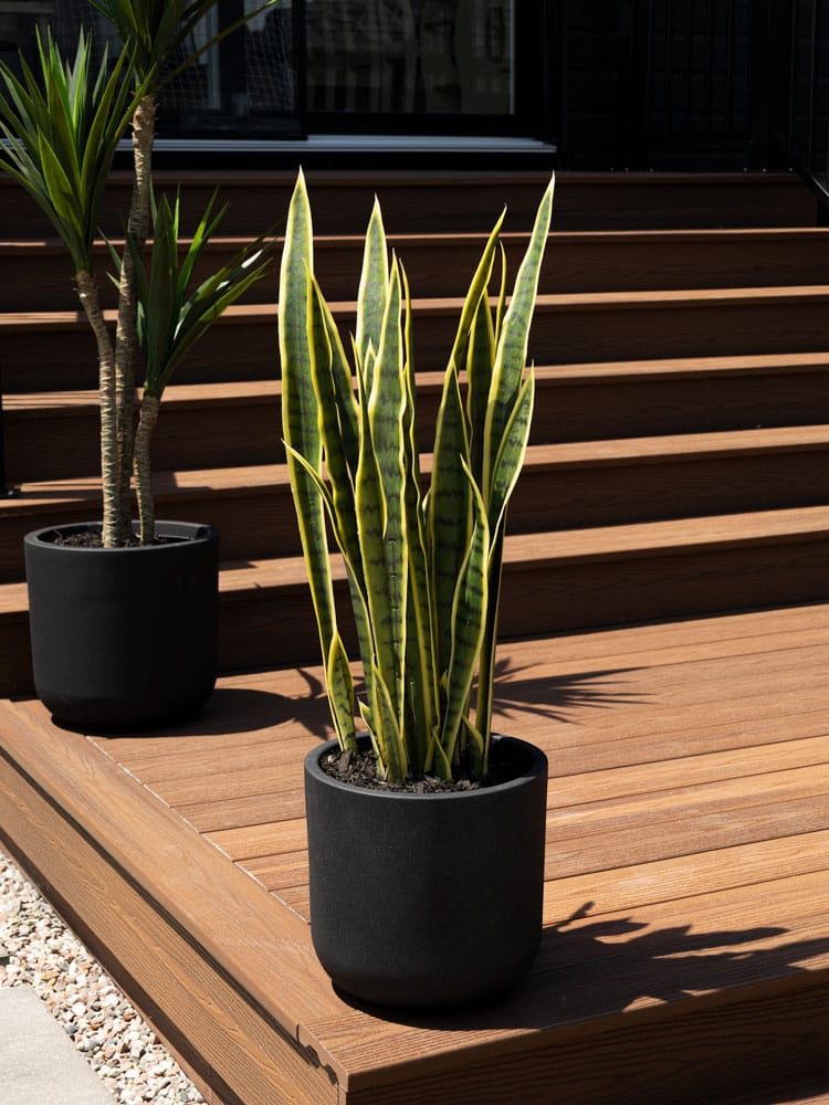 Sansevière artificielle extérieure - Décors Véronneau